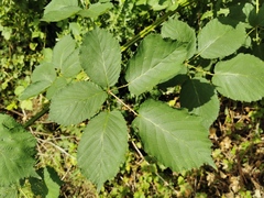Rubus