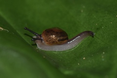 Ovachlamys fulgens