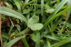 Hydrocotyle dichondroides