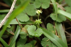 Hydrocotyle dichondroides