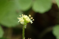 Hydrocotyle dichondroides