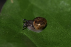 Ovachlamys fulgens