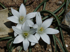 Ornithogalum corsicum