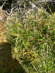 Asparagus angusticladus