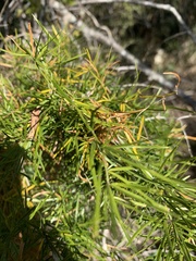 Asparagus angusticladus