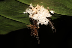 Lymantria mathura subpallida