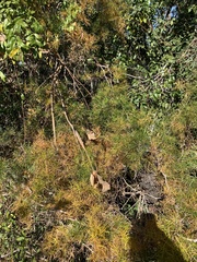 Asparagus angusticladus