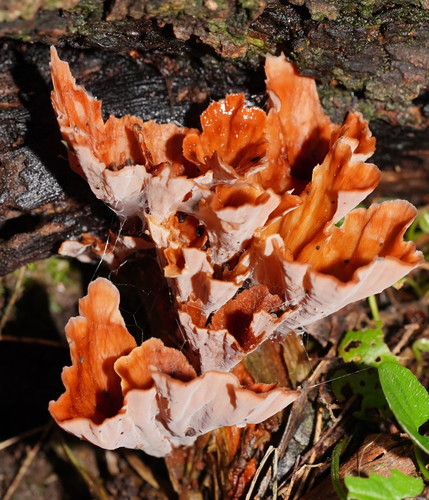 Wine Glass Fungus