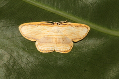 Drapetodes mitaria