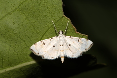 Pycnarmon meritalis