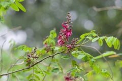 Indigofera atropurpurea
