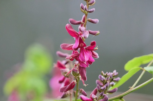 Purpleflower indigo (Indigofera atropurpurea)