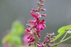 Indigofera atropurpurea