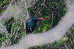 Phoeniculus purpureus marwitzi