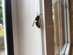 Dolichovespula adulterina