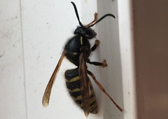Dolichovespula adulterina