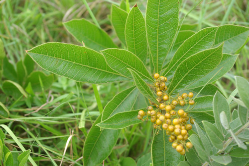 Searsia harveyi image