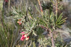 Grevillea lanigera