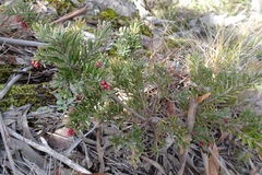 Grevillea lanigera