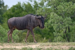 Blue Wildebeest photo 2