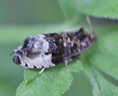 Hedya pruniana