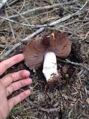 Agaricus moronii