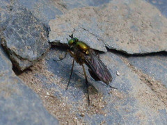 Hercostomus appendiculatus