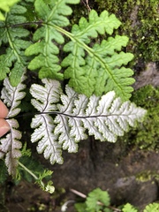 Aleuritopteris formosana