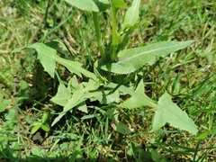 Sonchus arvensis