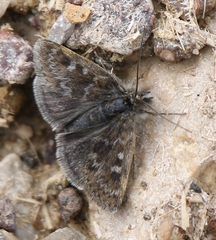 Metaxmeste phrygialis