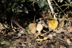 Belenois thysa thysa