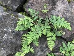 Aleuritopteris formosana