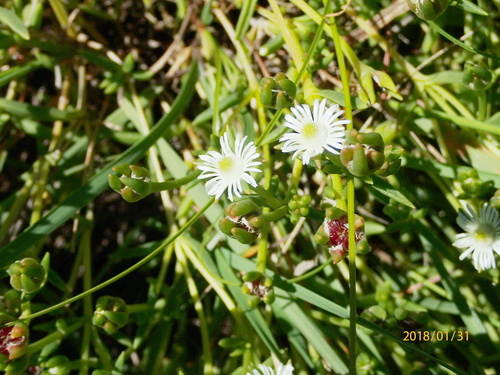 Image of Delosperma hirtum by no rights reserved