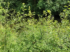 Prunus spinosa