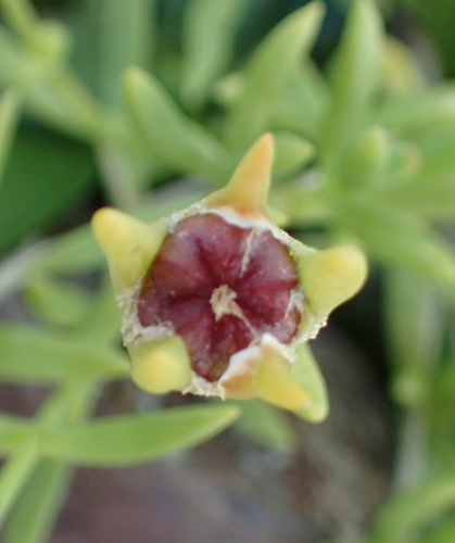 Image of Delosperma hirtum by no rights reserved