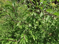 Prunus spinosa