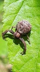 Xysticus kempeleni