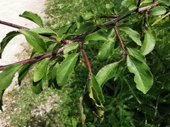 Prunus spinosa
