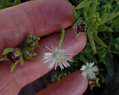 Delosperma hirtum