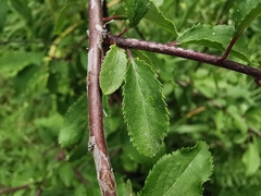 Prunus spinosa