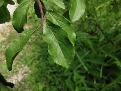 Prunus spinosa