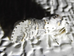 Furcula occidentalis