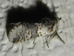 Furcula occidentalis