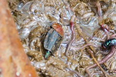 Necrophila brunnicollis
