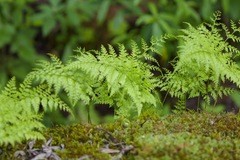 Davallia bullata