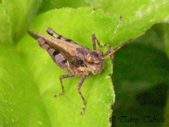 Trilophidia annulata