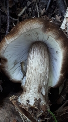 Pluteus rangifer