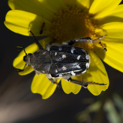Heterocnemis graeca