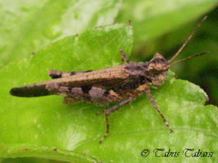 Trilophidia annulata