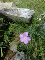 Linum alpinum